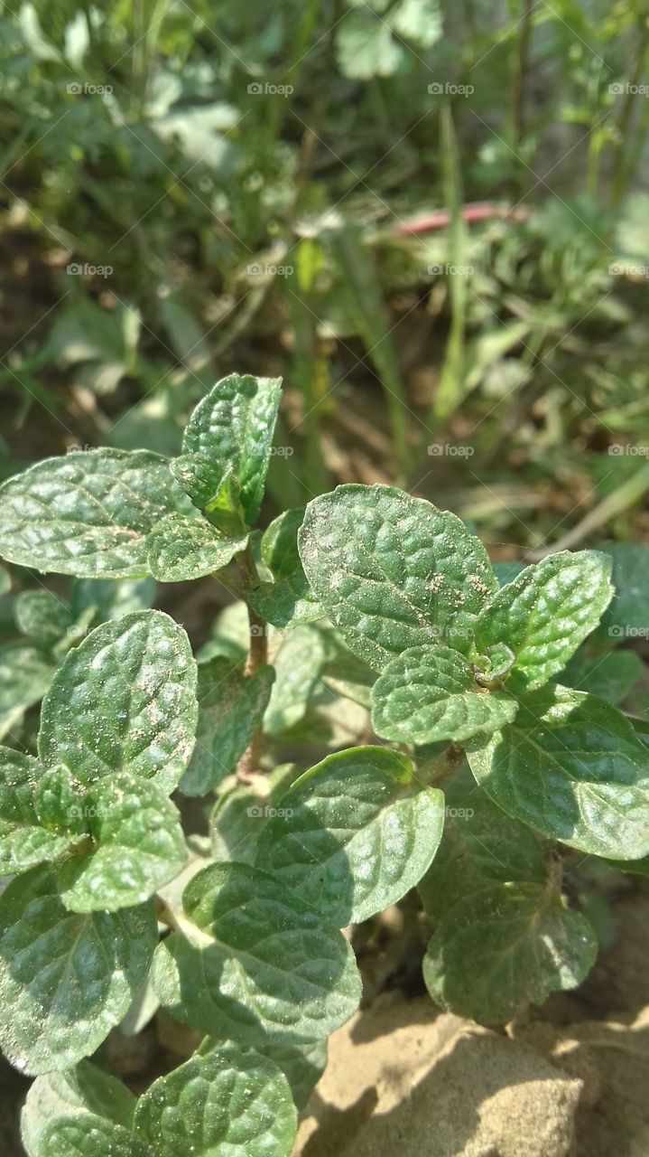 coriandrum testy chutny