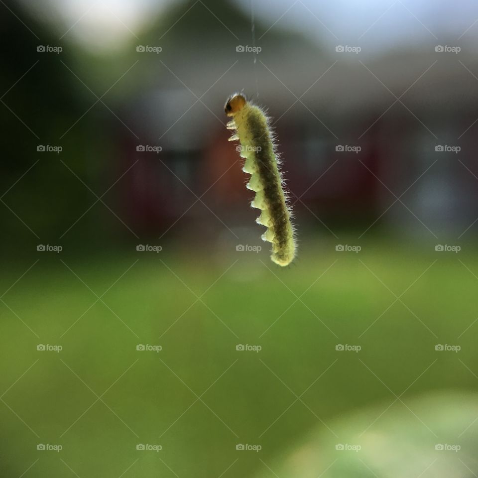 Suspended caterpillar