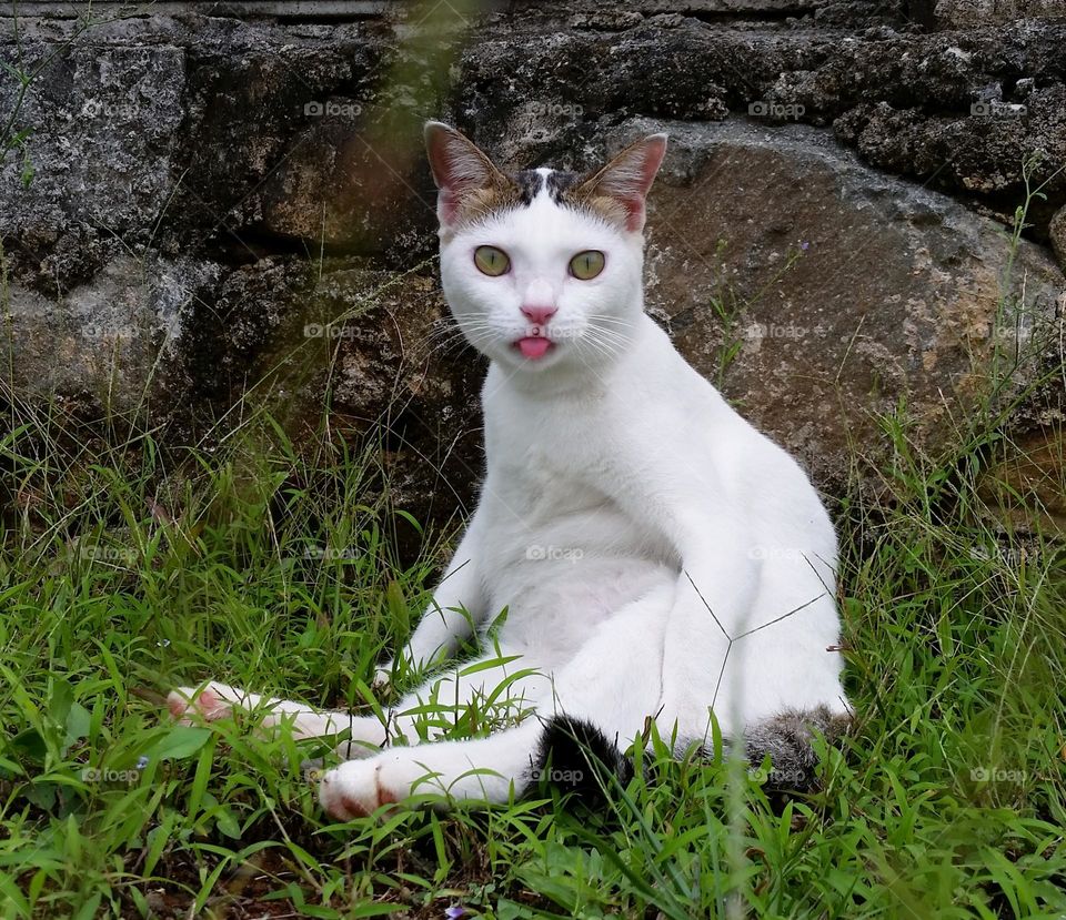 My cat sitting on the grass with her tongue out against wall stones for background.