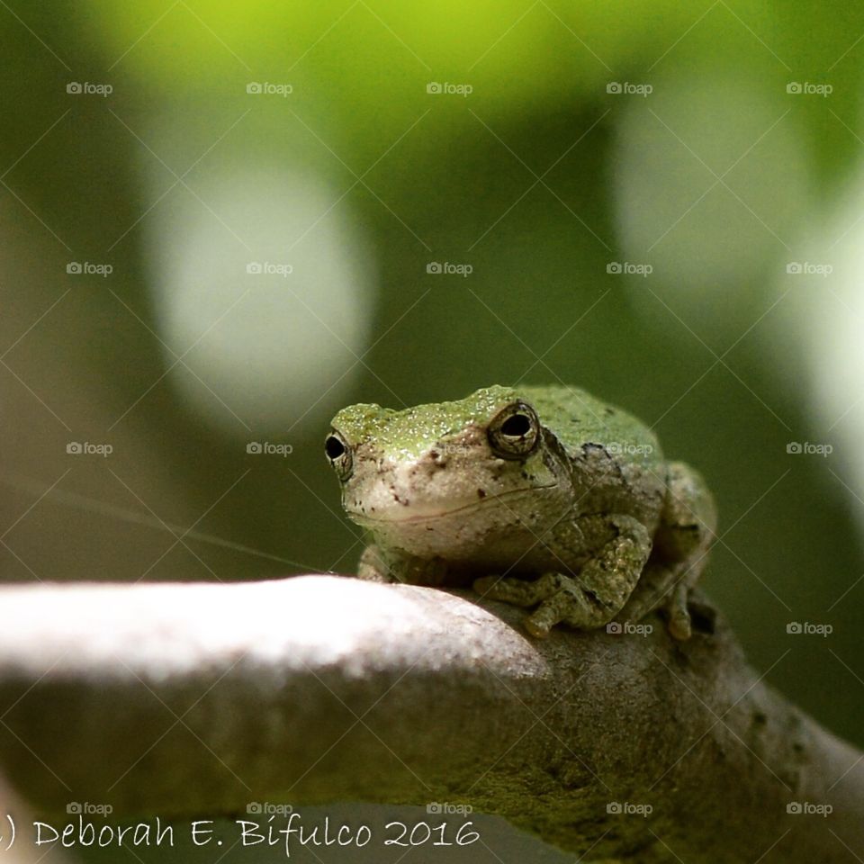 Tiny gray tree frog 
