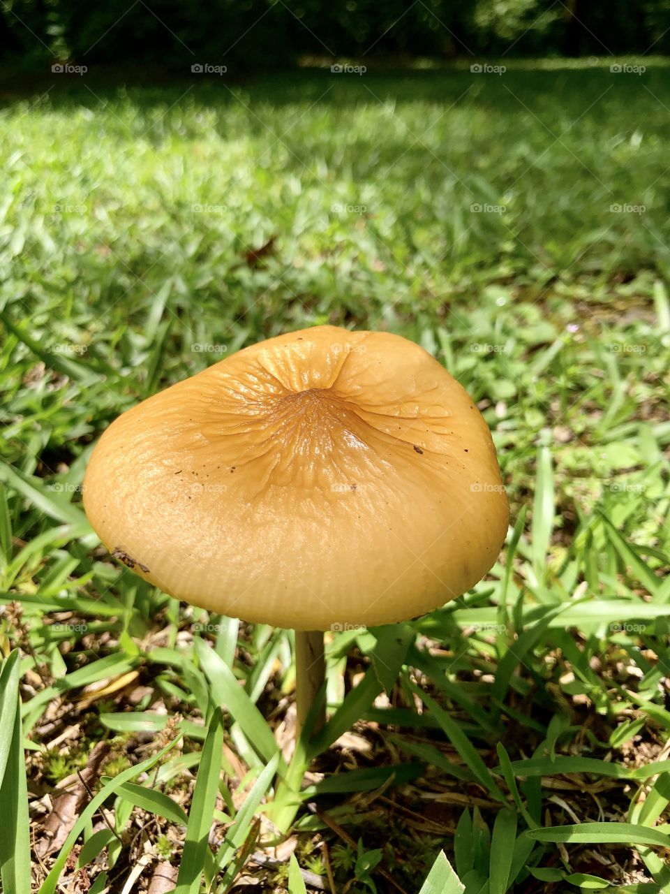 Brown mushroom with thin stem