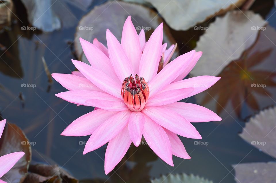 lotus flower. pink lotus flower on fish pond