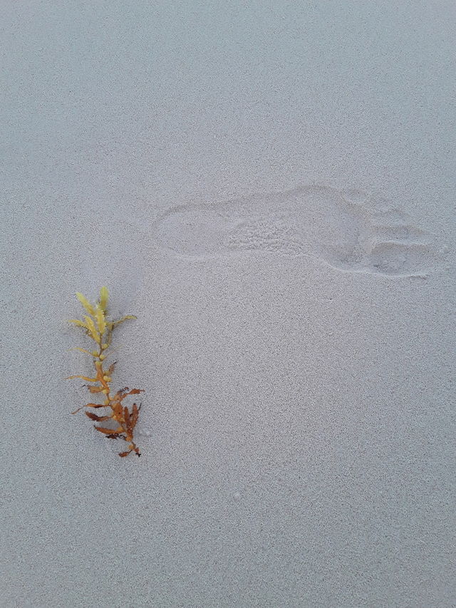 algae and human footprint on the squeak. everyone leaves their mark