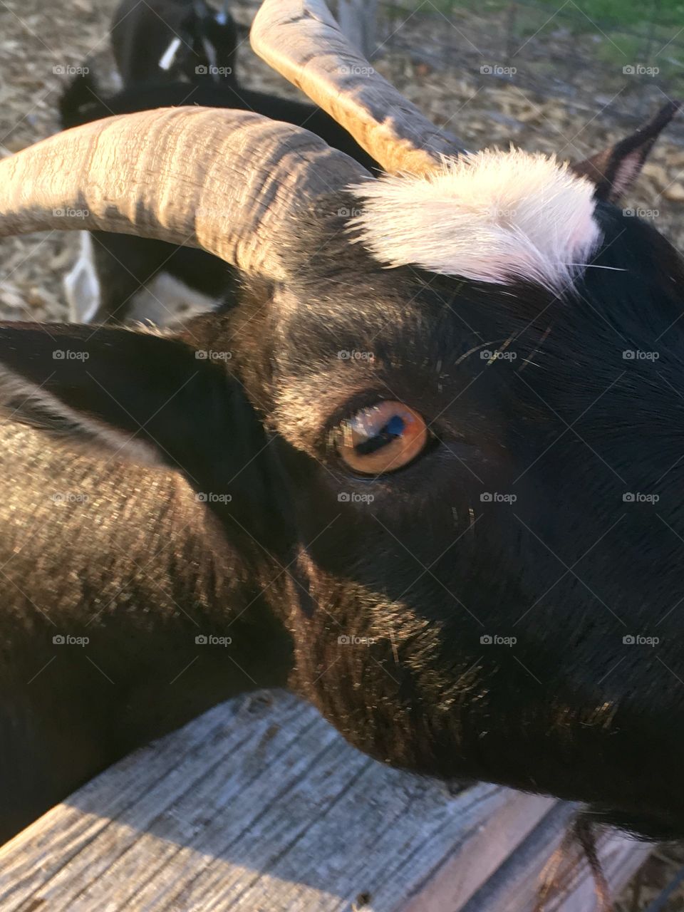 Goat Eye