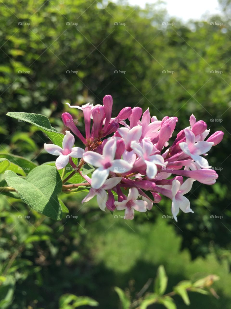 Lilac blooms 