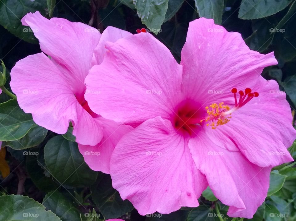 Pink hibiscus