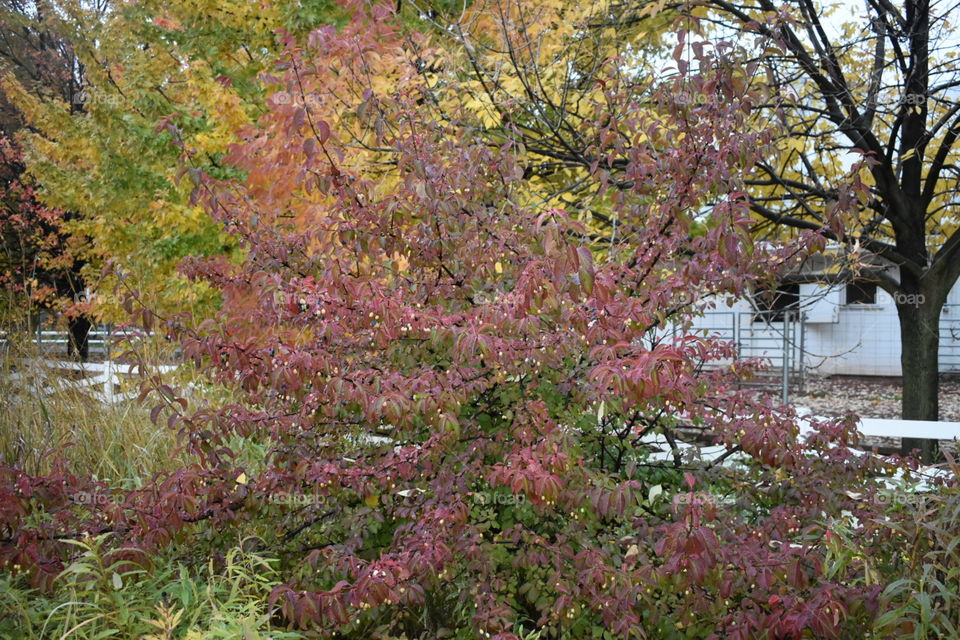 Some trees changing color