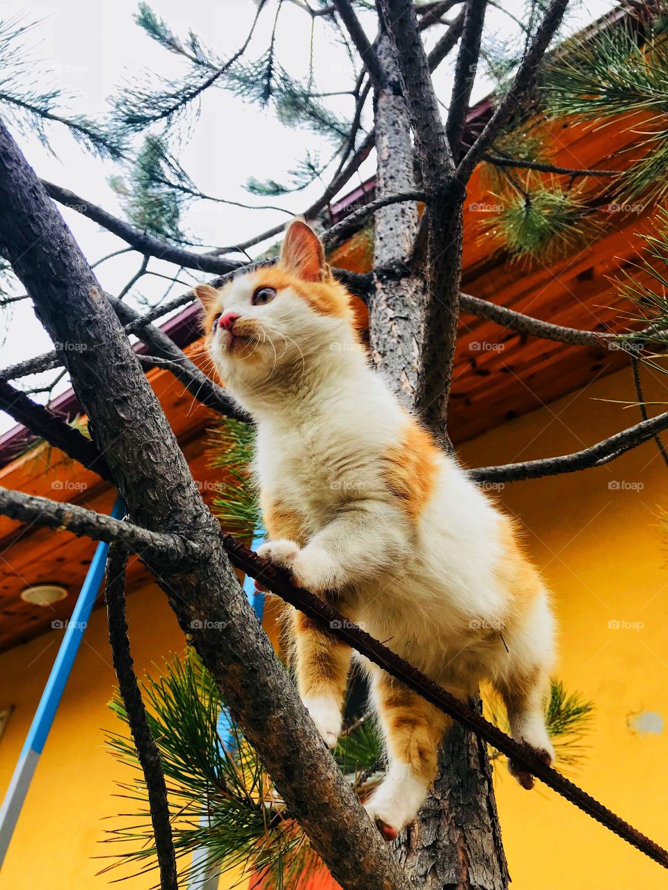 littel kitty on the tree