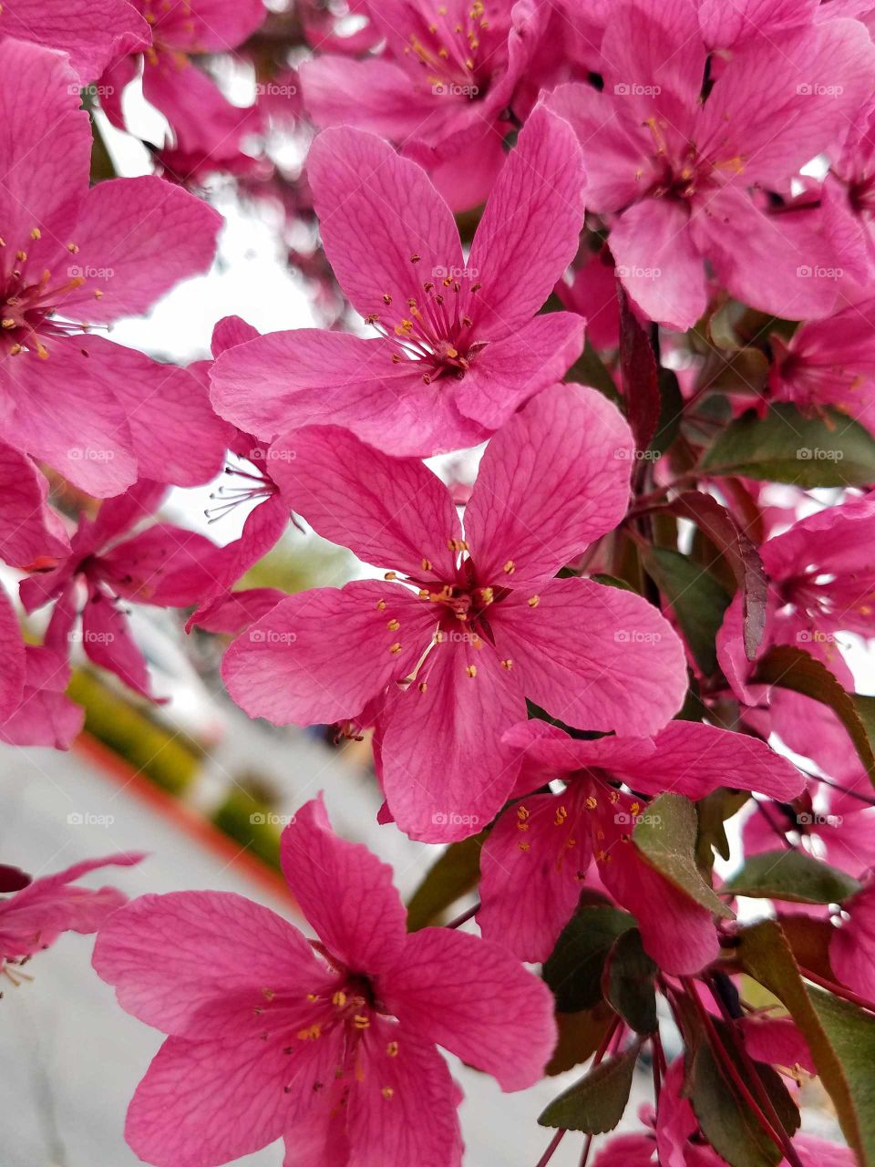 Pink blossoms on a tree branch on a cloudy spring day