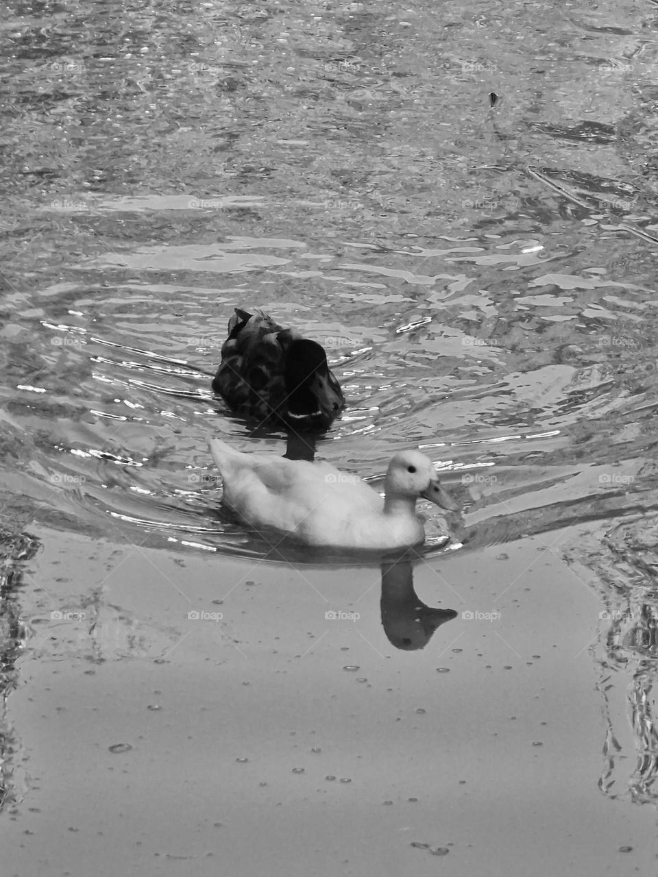 black and white ducks