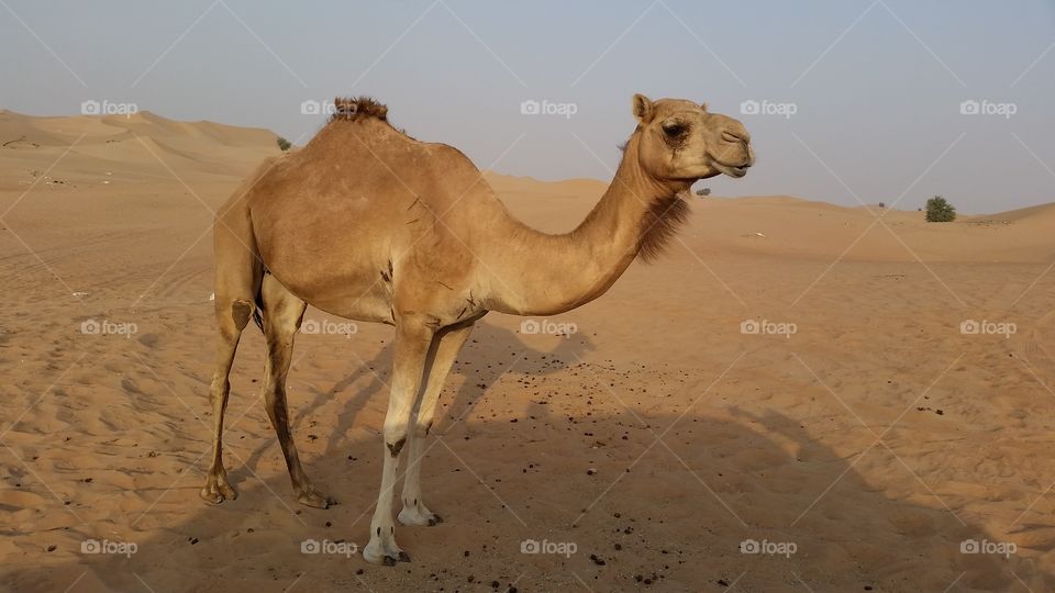 Camel in empty quarter of Abu Dhabi