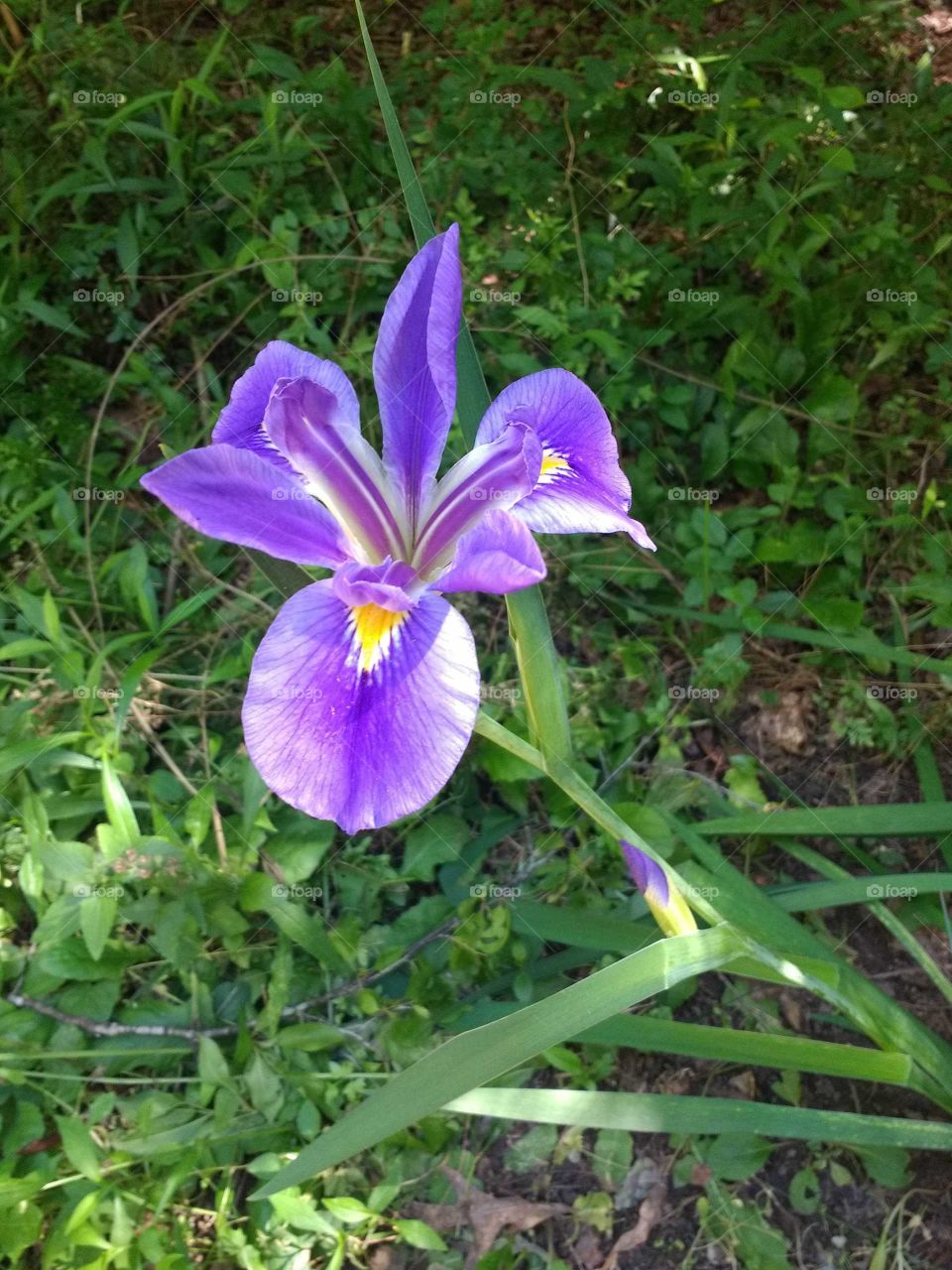 Iris Versicolor Harlequin Blue Flag