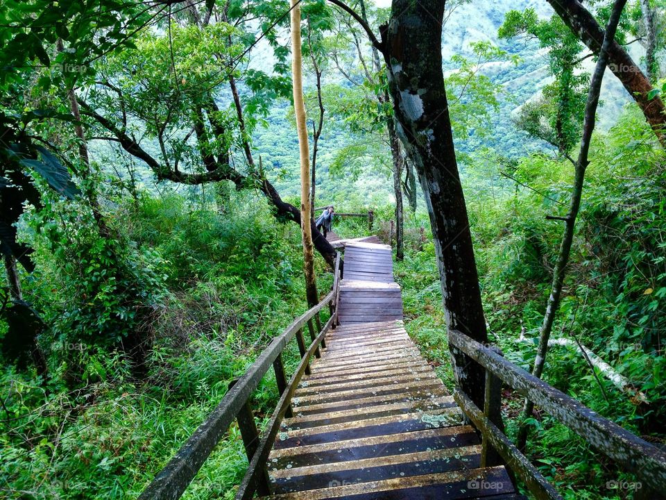 High angle view of wooden bridge and trees in forest