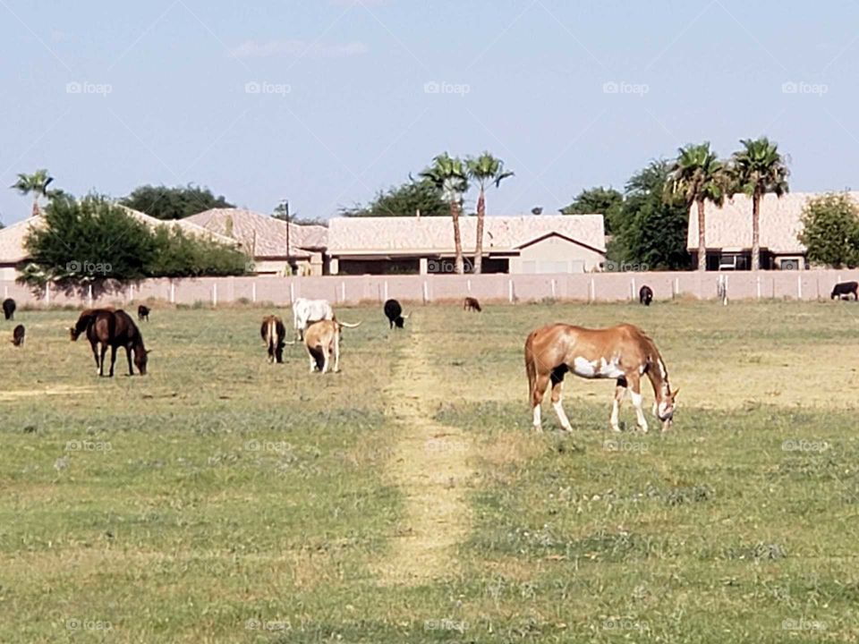 horses and cows in the feild