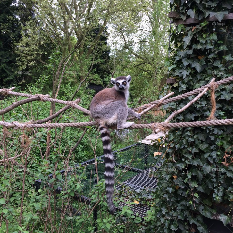 Lemur sitting on rope bridge