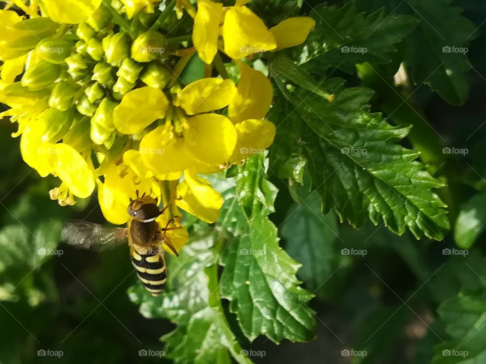 Insekt Biene Pflanze gelb
