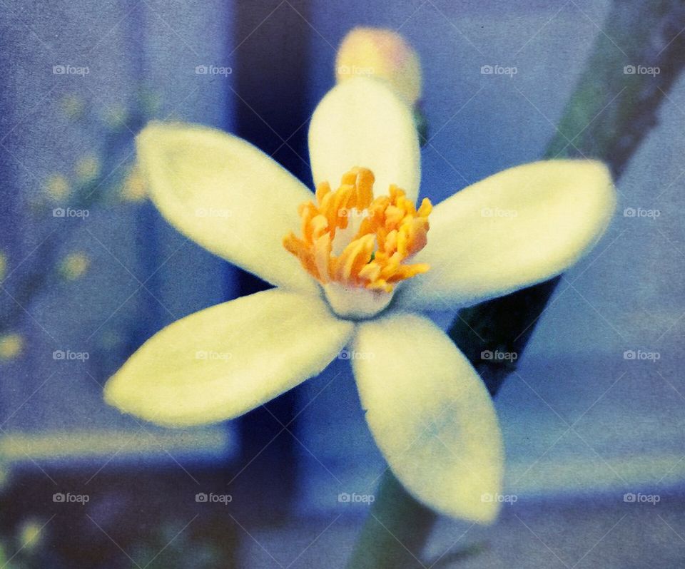 Lemon Flower 