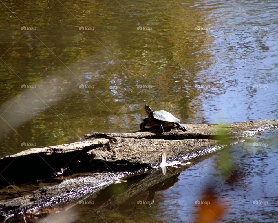 sunning turtle