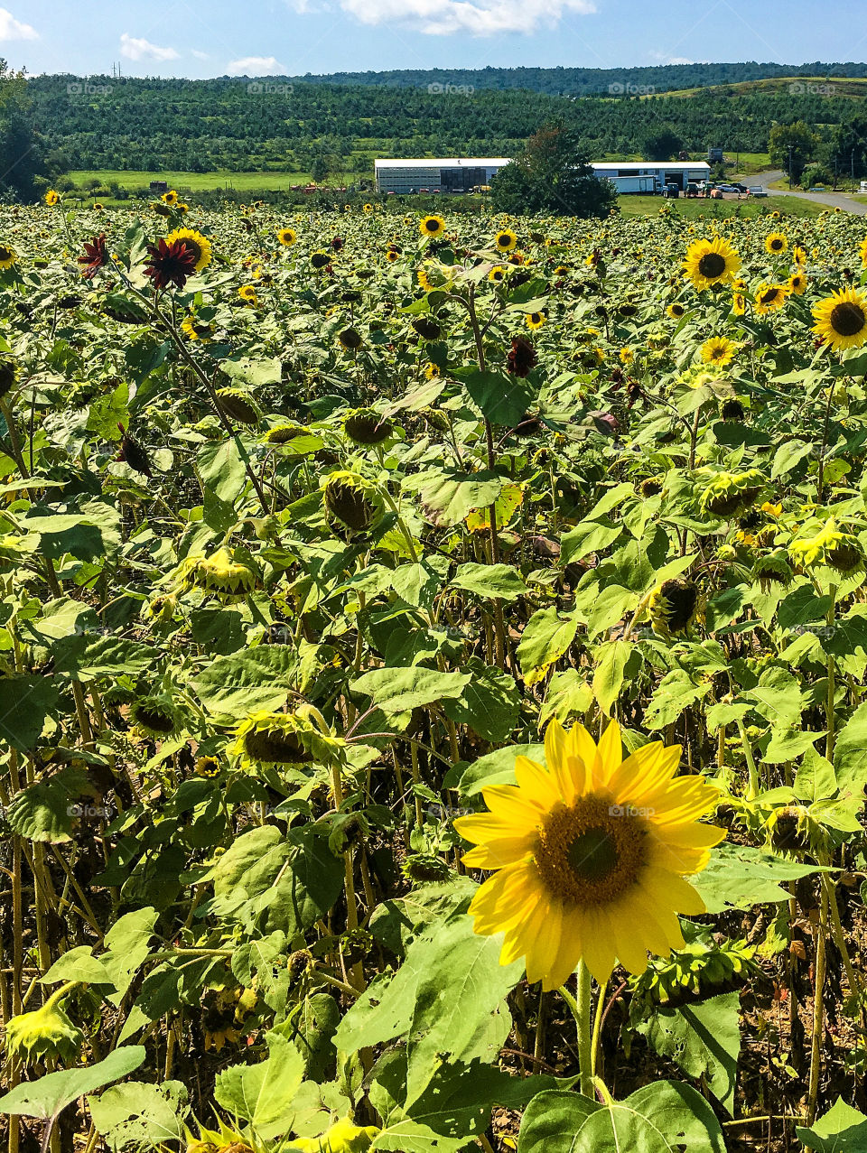 Sunny day lost in the sunflowers what could be better?  
