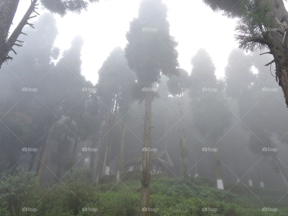 Foggy morning at Lava, Sikkim, India