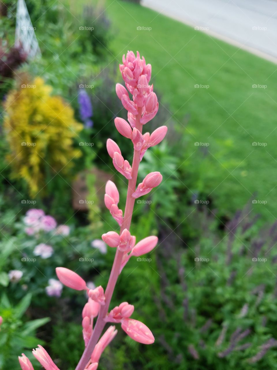 close up of Red Yucca flower stalk