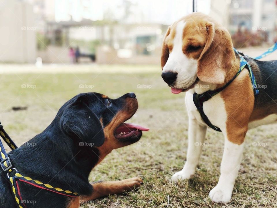Joey and Serius
#beagle #mydogiscutest #puppy #tbt #beagles #beaglepuppy #puppiesofinstagram #puppiesofig #puppies #cutedogs #ruffpost #insta_dogs #dogs_of_instagram #doggo #cutenessoverload #justbeagles #beagleworld_feature #mydogismy #grumpybeaglesunited #mascota #бигль #щенок #petstagram #adorabledog #beaglemasters #dogstagram #dogslovers #dog #dogs #repost