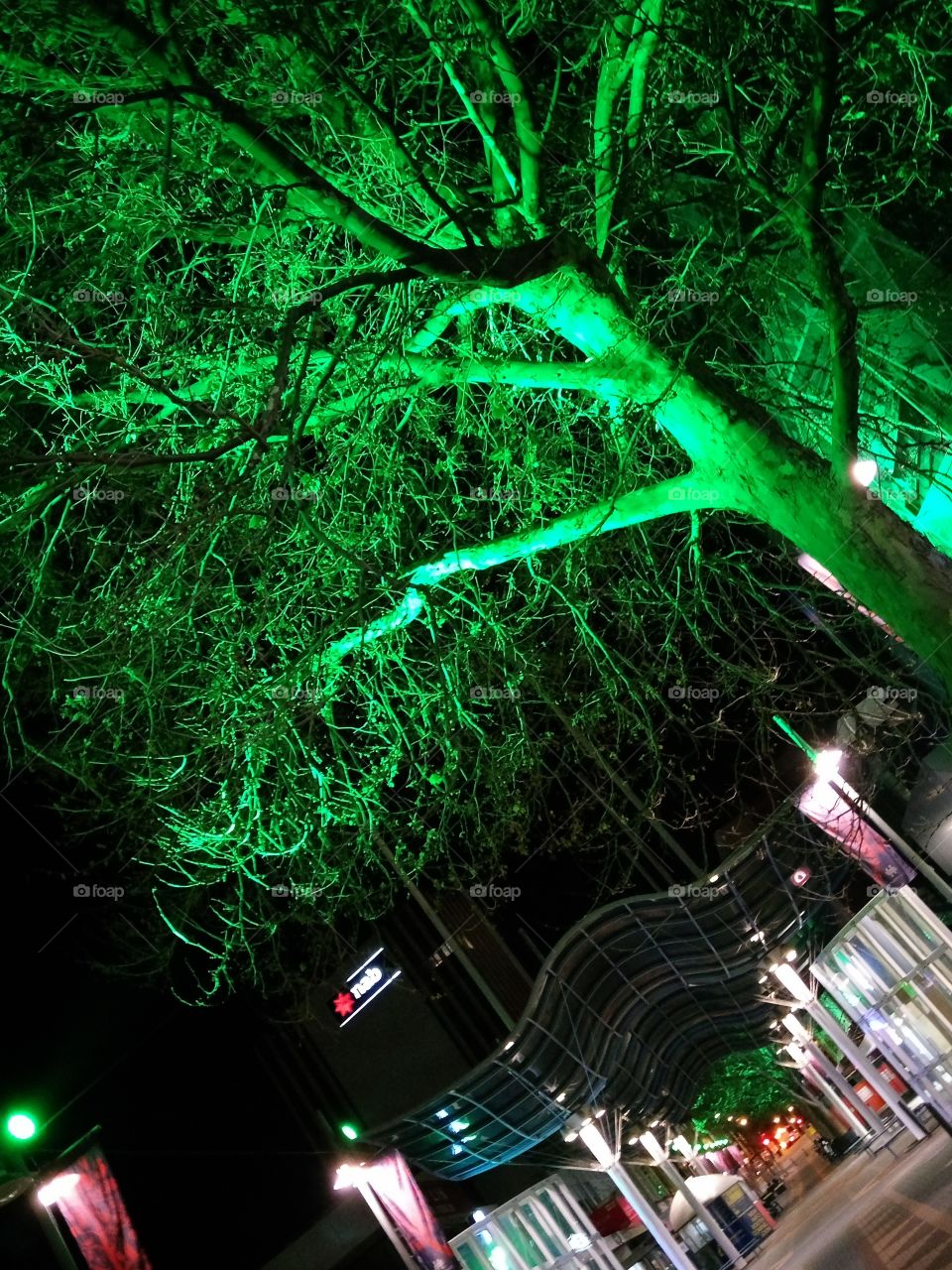 Tree Illuminated Green ! / Tilted Angle Shot !