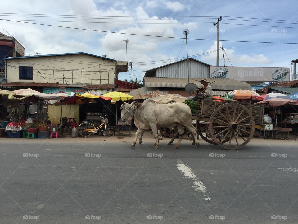 Ox Cart of Khmer