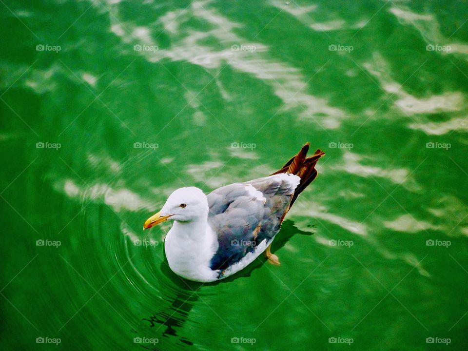 seagull in the green sea