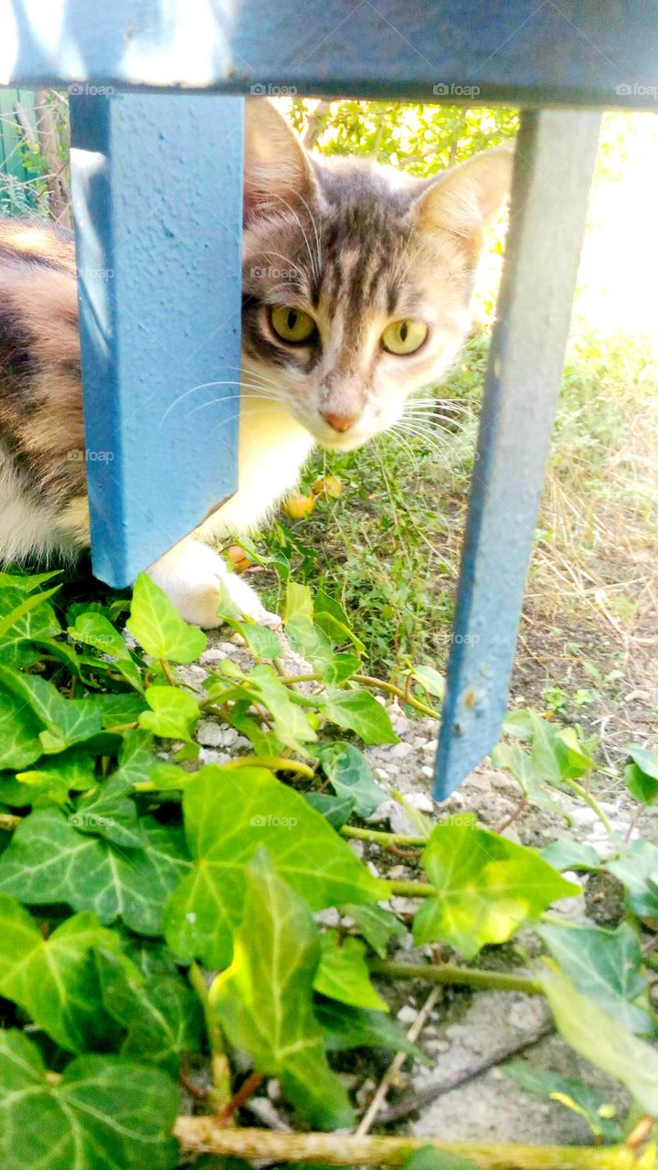 A green-eyed tabby cat hiding behind the railing on a wall covered with ivy leaves