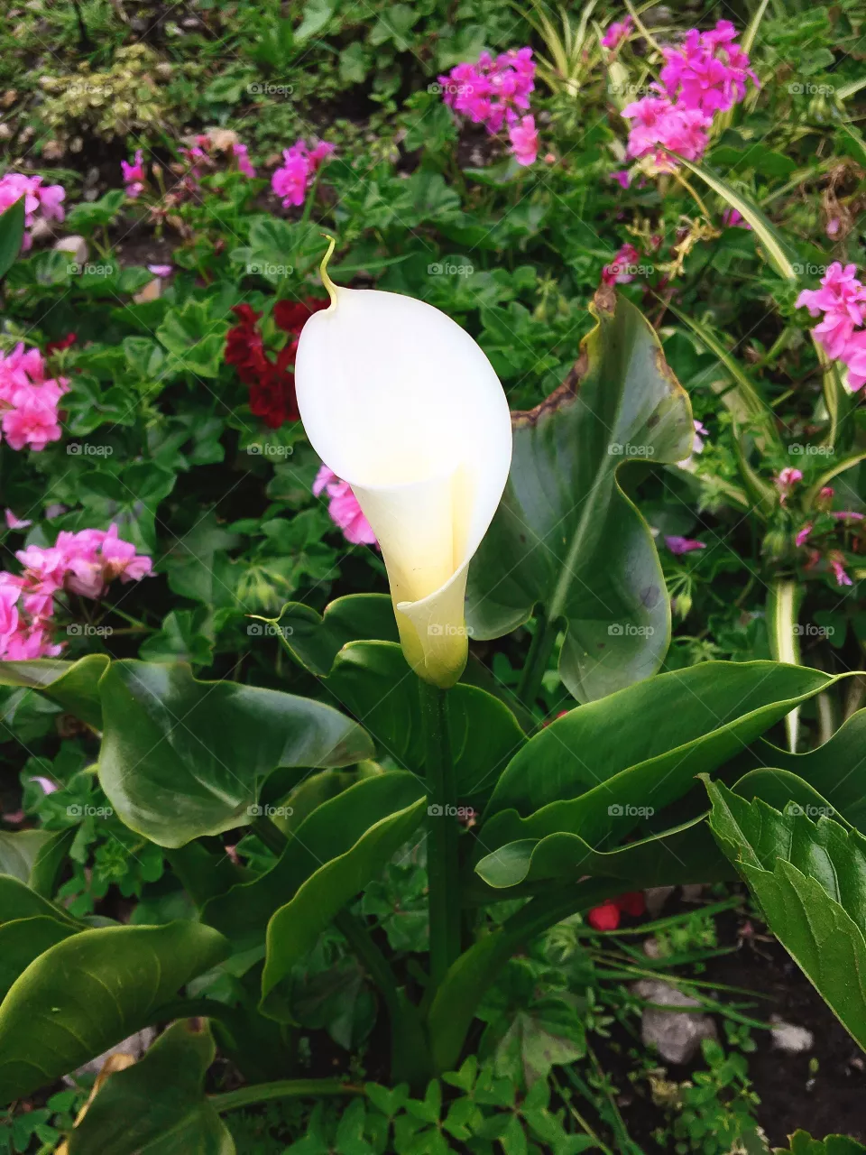 Flower 