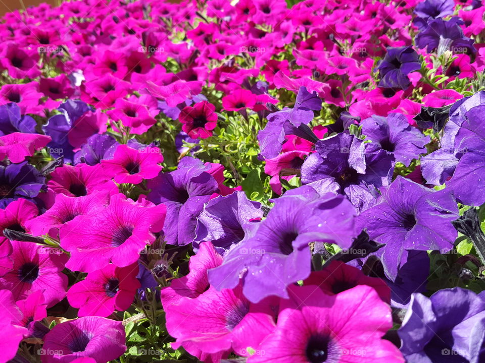 petunias