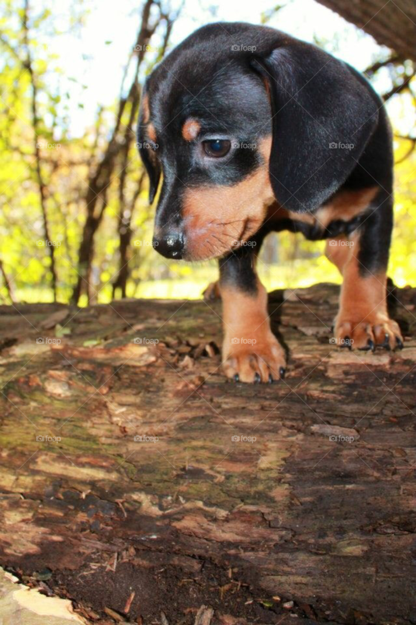 Puppy in a log