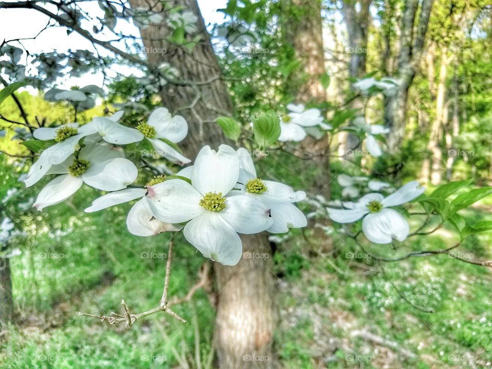 flowering dogwoods