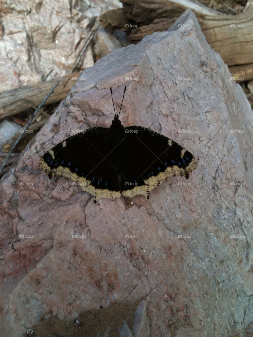 black butterfly insect bird by mcannon