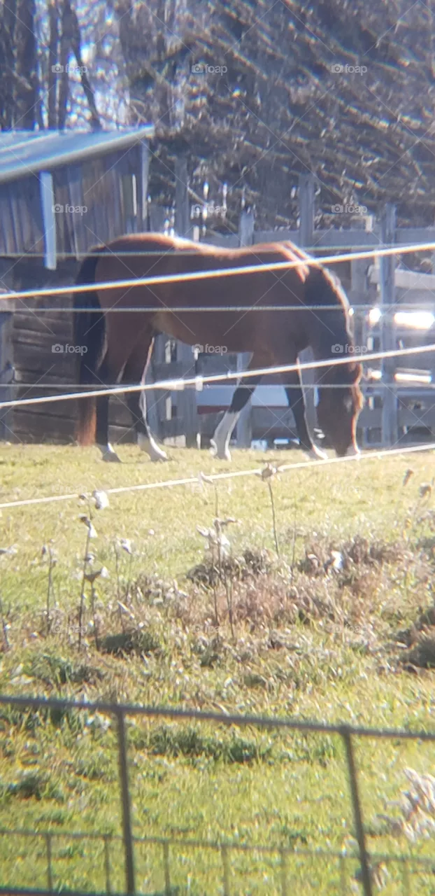 Horse Grazing on a Sunny Day