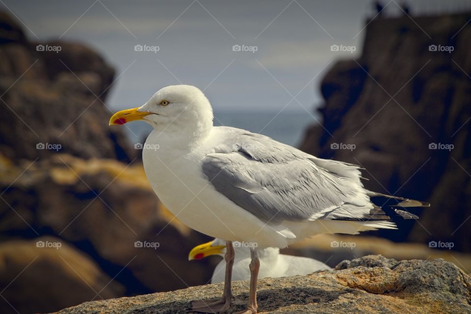 seagull on the rock