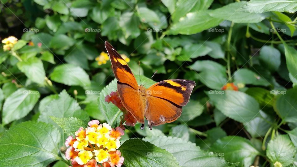 Butterfly Gardens, Victoria, BC, Canada 🍁