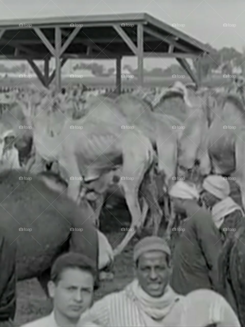 Camel Market ....Egypt 1928