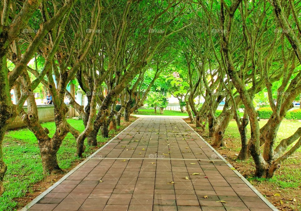 Beautiful plumeria arches were planted along the walkway to welcome tourists who would come to take pictures as souvenirs.