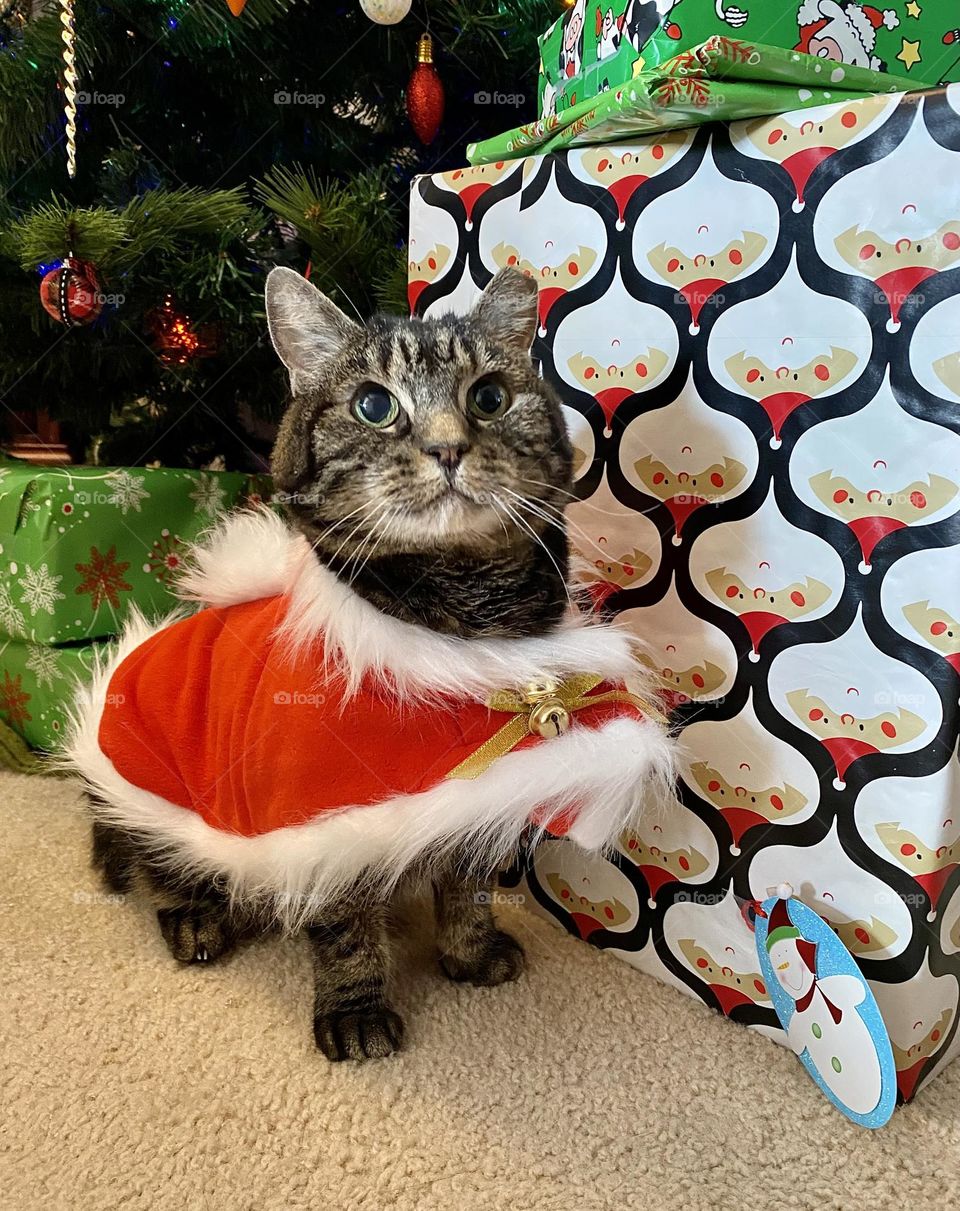 A cat wearing a fur lined cape in front of presents and a Christmas tree 