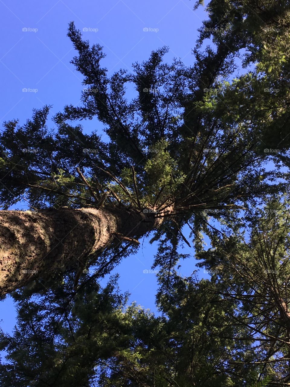 Pacific Northwest sky