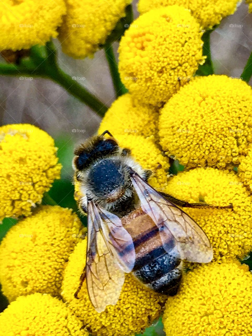 Honey bee napping