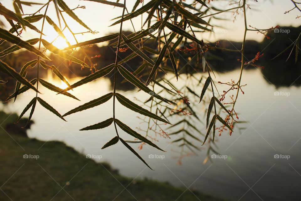 Pôr do Sol visto entre as folhas de uma árvore no Parque Ibirapuera, SP.
Canon T3i