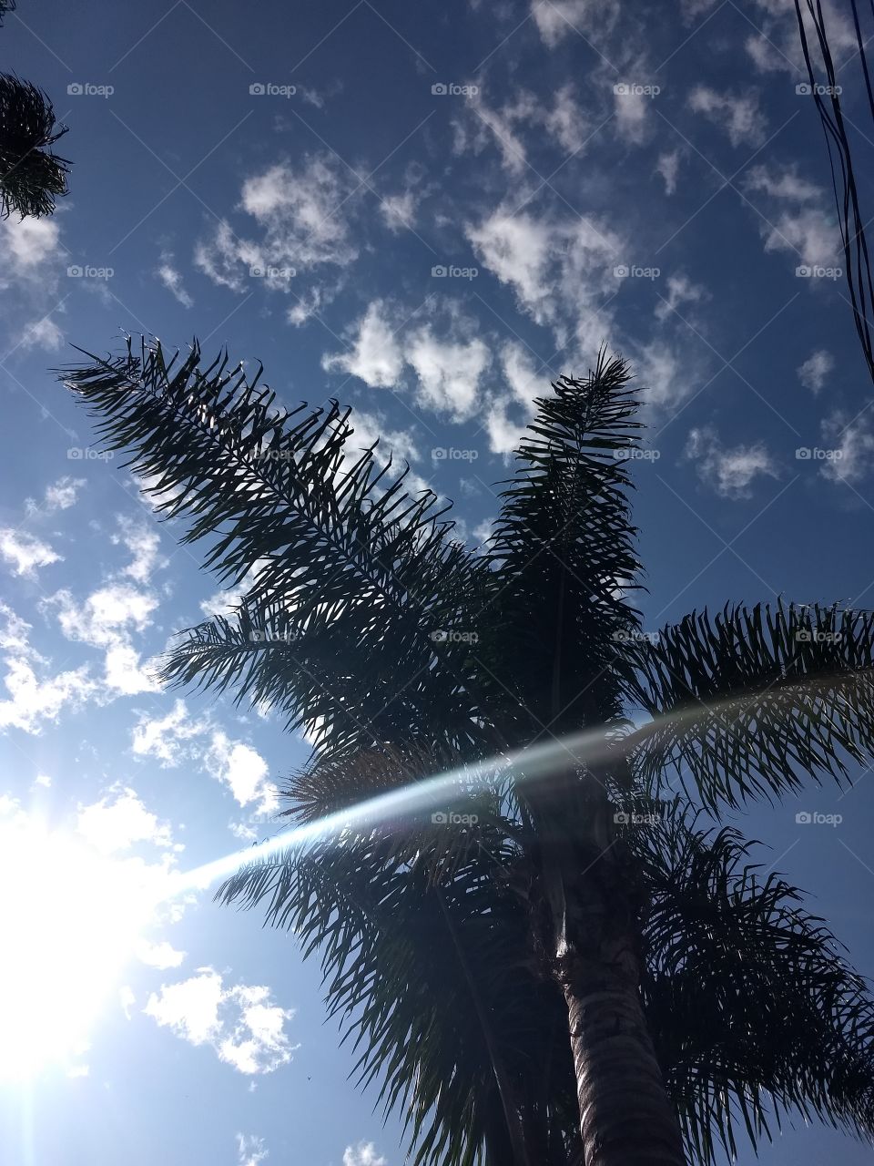 palmtree and raylight