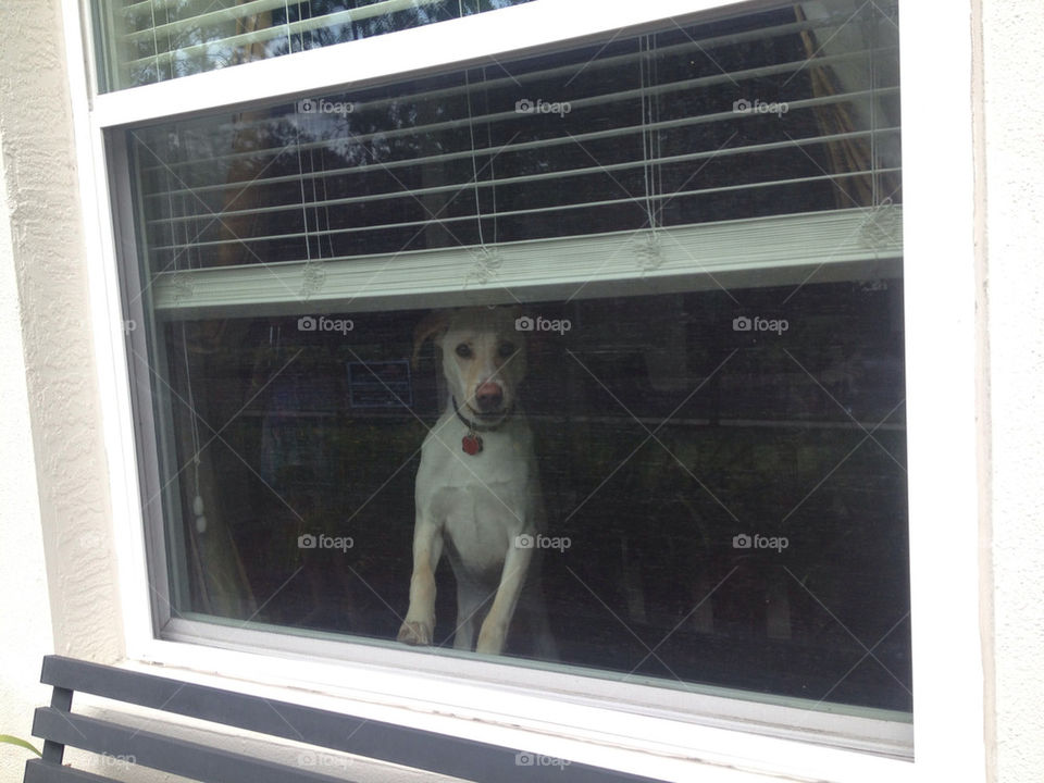 HOW MUCH FOR THAT DOGGIE IN THE WINDOW