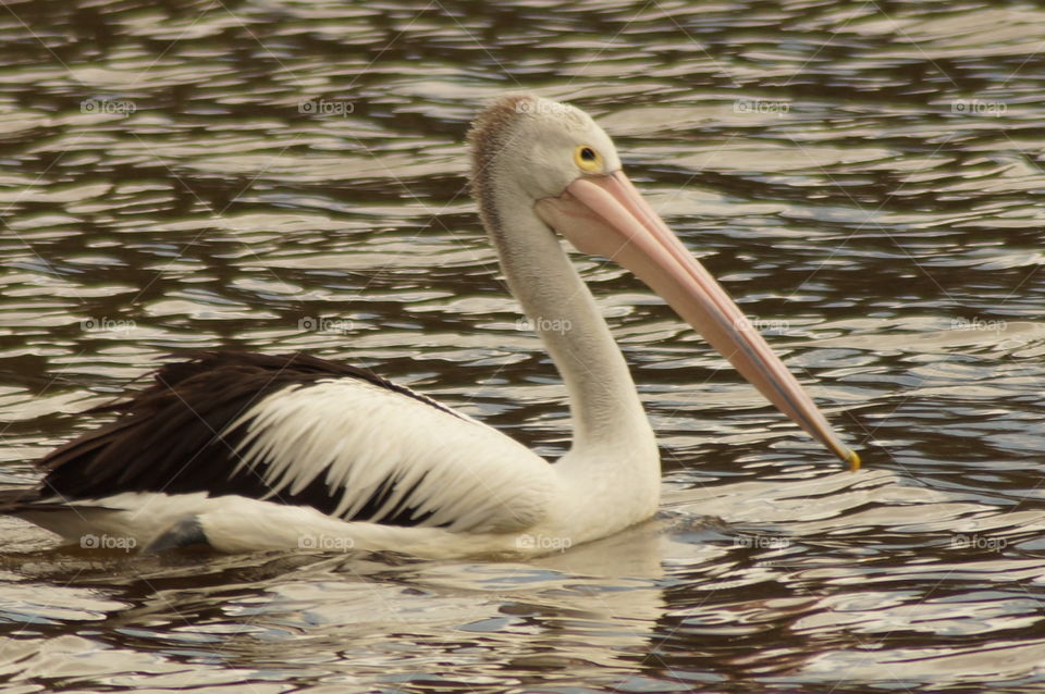 Pelican