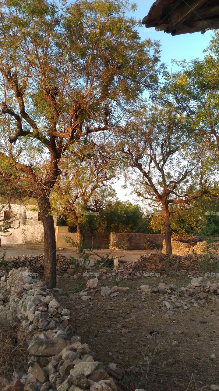 Village Building with neem trees
