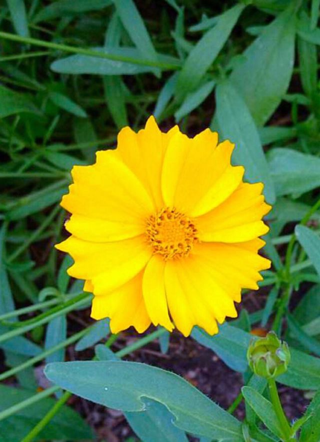 Yellow . Yellow mission 