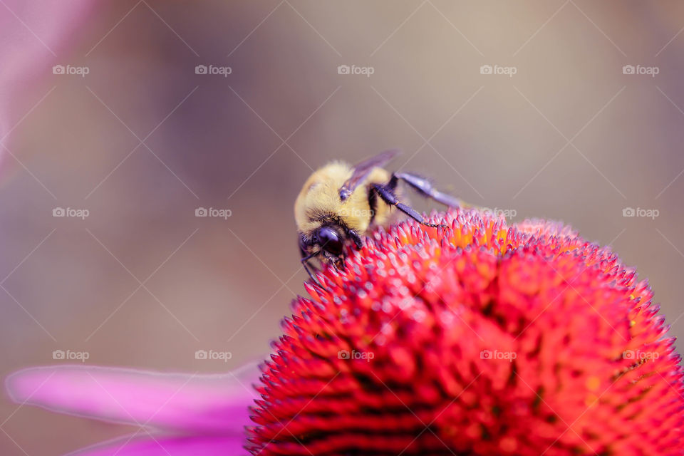 Macro shot of a bee and red flower